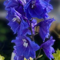 デルフィニウム,デルフィニウム,登山,今日の一枚,花のある暮らしの画像
