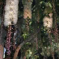 サガリバナ,一夜限りの花,沖縄,ヤンバルの画像