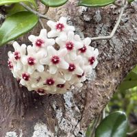 ホヤ・カルノーサ,花のある暮らし,沖縄,白い花マニア,ヤンバルの画像