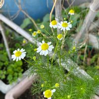 カモミール,カモミール,✨今日のお花✨,プランター植え,美しいの画像