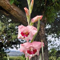 グラジオラス,お出かけ先の画像