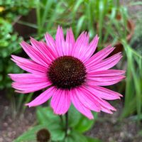 エキナセア,エキナセア,クチナシ,クチナシ,宿根草の画像