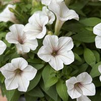 サフィニア,鉢植え,ガーデニング,夏の花,花のある暮らしの画像