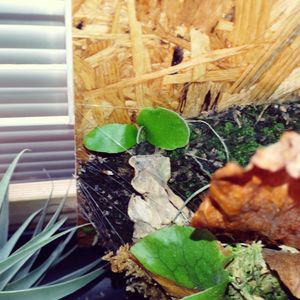  ビカクシダ,ビカクシダのある暮らしの画像