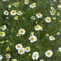 カモミール,カモミール,キク科,今日のお花,散歩道の花の画像