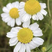 カモミール,カモミール,今日のお花,平和を願う,頑張ろう日本❣️の画像