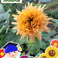 ヒマワリ,ひまわりトポリーノ,ステキ☆,癒し…♡,PRの画像
