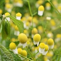 カモミール,素敵な出会いに感謝,今日のお花,胸キュン,びわ湖大津館イングリッシュガーデンの画像