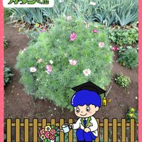 コスモス,ステキ☆,癒し…♡,PR,か〜わい〜の画像