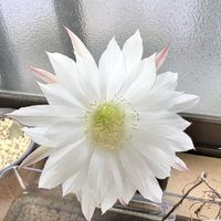 サボテン,エキノプシス属　大豪丸の画像