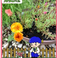 トケイソウ,ステキ☆,癒し…♡,PR,マツバボタン八重の画像