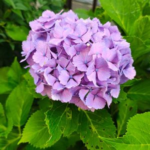 アジサイ,アジサイ,ガーデニング,ボタニカルライフ,お庭の植物の画像