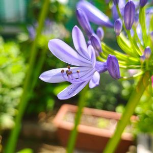 アガパンサス,アガパンサス,ガーデニング,ボタニカルライフ,お庭の植物の画像