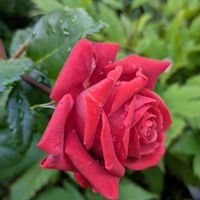 エキナセア,ラベンダー,ラベンダーグロッソ,薔薇テラコッタ,テラコッタの画像