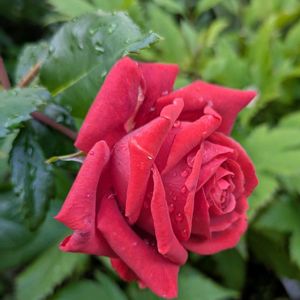 エキナセア,ラベンダー,ラベンダーグロッソ,薔薇テラコッタ,テラコッタの画像