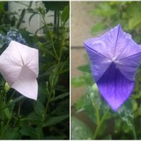 キキョウ,ミニトマト,ピーマン,大玉トマト,赤紫蘇の画像