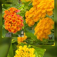 ランタナ,平和を願う,幸せの黄色いお花,熱海親水公園,頑張ろう日本❣️の画像