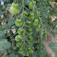 ミニトマト,自家製野菜,かわぃぃ。,多様性を愛する会,人に優しくの画像