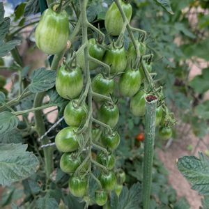 ミニトマト,自家製野菜,かわぃぃ。,多様性を愛する会,人に優しくの画像