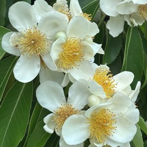 イジュ,イジュ,ヒメツバキ,ヒメツバキ,公園の画像