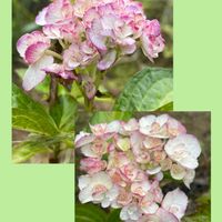 アジサイ,グラジオラス,花のある暮らし,お花大好き♡,ピンクワールドへ ようこその画像