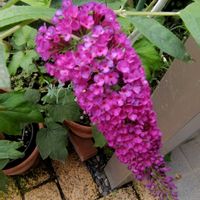 ブッドレア,庭の花,花のある暮らし,小庭,植物大好きの画像
