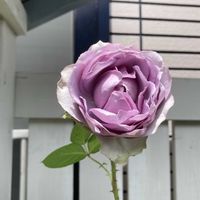バラ コフレ,バラ　コフレ,マイガーデン,季節の花,花のある暮らしの画像