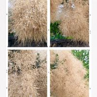 スモークツリー,スモークツリー,煙の木,煙の木,ハグマノキの画像