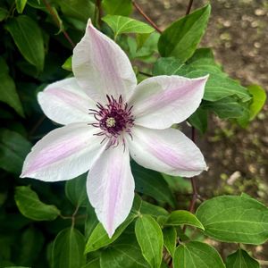 クレマチス,花のある暮らし,緑のある暮らし,植物のある暮らし,癒しの空間の画像