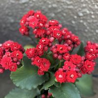 カランコエ,リュウキュウベンケイ,Kalanchoe,カランコエ属,ベンケイソウ科の画像