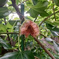 ブラックベリー,イチジク,食べられちゃった,鳥害対策の画像