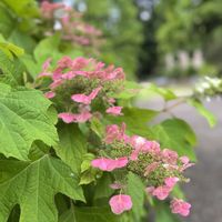 カシワバアジサイ,ペンタス,ありがとう♡,感謝♡,今日も笑顔で♡の画像