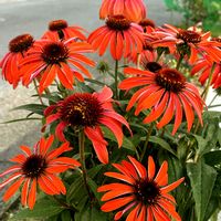 エキナセア,ゼラニウム,ブルースター,オキシペタラム,花屋さんの画像