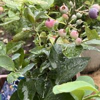 ブルーベリー,ありがとう♡,お花大好き♡,GSに感謝,育てる喜びの画像