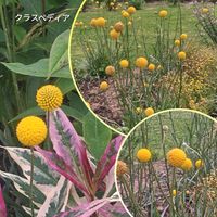 ガウラ,クラスペディア,エリゲロン,クナウティア・マケドニカ,エリンジウムの画像