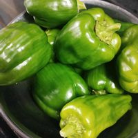 ピ―マン,京みどり,ピーマン　(ニューエース),ガーデニング,ネコ好きの画像
