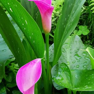 カラー,フウロソウ,ナチュラルガーデン,お花のある生活,小花好きの画像