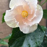 ハイビスカス,お花は癒し,ベランダの画像