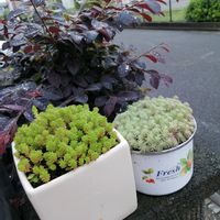マンネングサ,オリオン,オリビア,斑入りパリダム,ガーデニングの画像