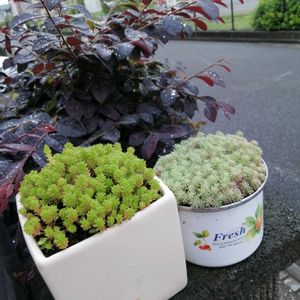 マンネングサ,オリオン,オリビア,斑入りパリダム,ガーデニングの画像