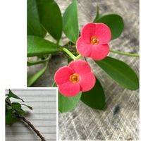 グリーンネックレス,グリーンネックレス,ハナキリン,ハナキリン,ミセバヤの画像