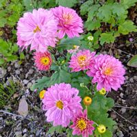 タチアオイ,宿根ベロニカ,赤花マツムシソウ,夏小菊,可愛い❤の画像