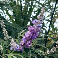 セイヨウニンジンボク,ハーブ,可愛い〜♡,紫の花,花のある暮らしの画像
