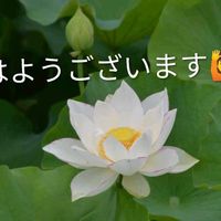 ハス,コラージュ,番外編,友人からの写真届くの画像