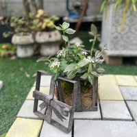 トラディスカンチア ラベンダー,ニチニチソウ　夏花火　ホワイトレッドアイ,寄せ植え,ガーデニング,今日の一枚の画像