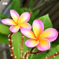 プルメリア,フランジパニ,Plumeria,Frangipani,KIMI Gardenの画像
