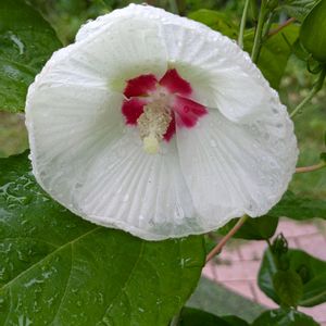 アメリカフヨウ,桔梗の蕾…白,白桔梗…横から,紫桔梗…真上から,小さな花壇の画像