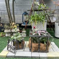 寄せ植え,ガーデニング,今日の一枚,花のある暮らし,植物のある暮らしの画像