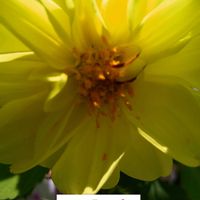 ダリア,ビタミンカラー,黄色い花,プランター栽培,種からの栽培の画像