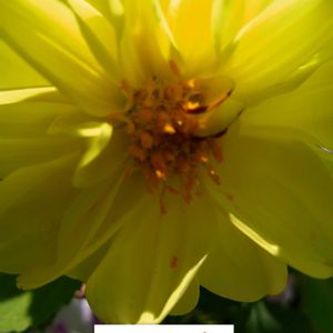 ダリア,ビタミンカラー,黄色い花,プランター栽培,種からの栽培の画像